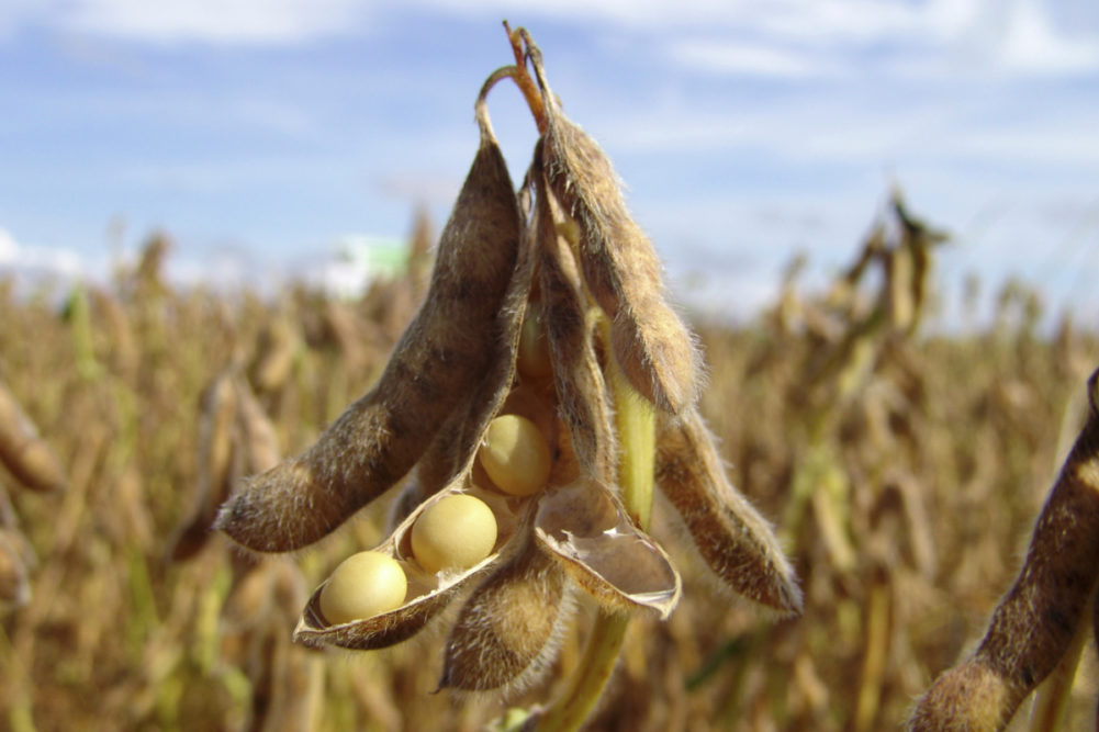 High-quality soybeans